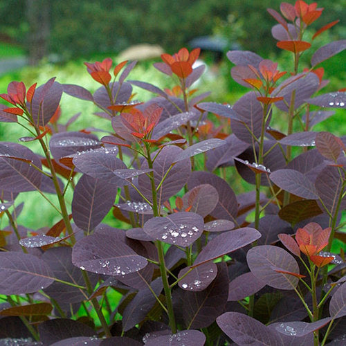 Cotinus 3L