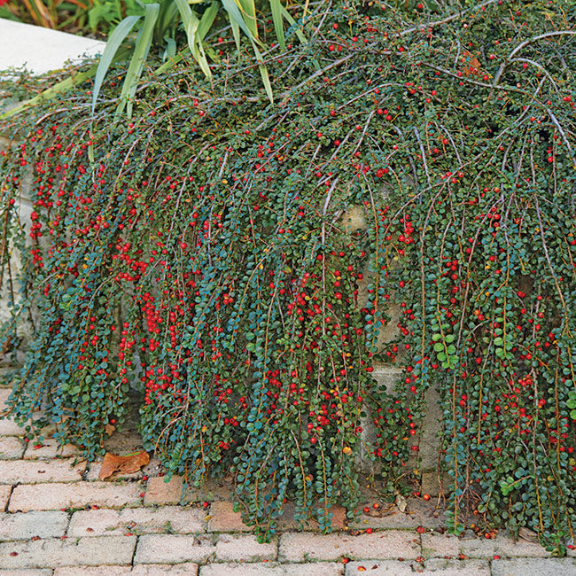 Cotoneaster  3L