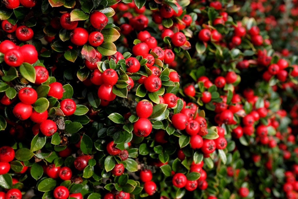 Cotoneaster  3L