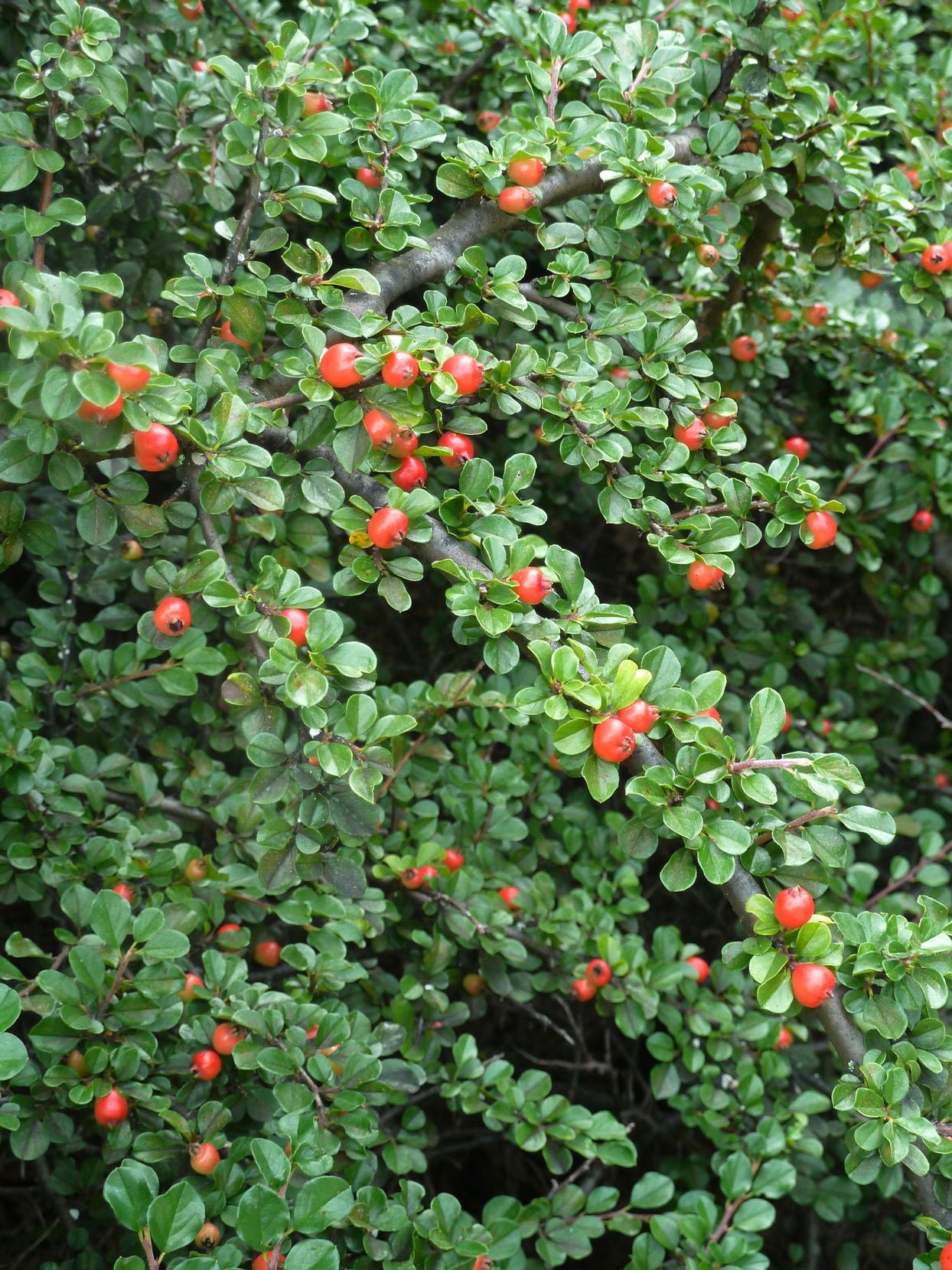 Cotoneaster  3L