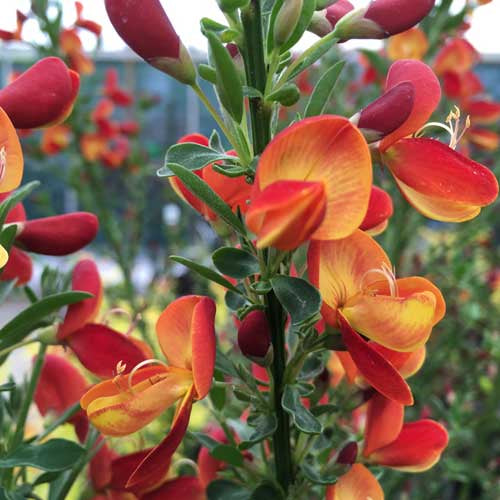 Cytisus 3L