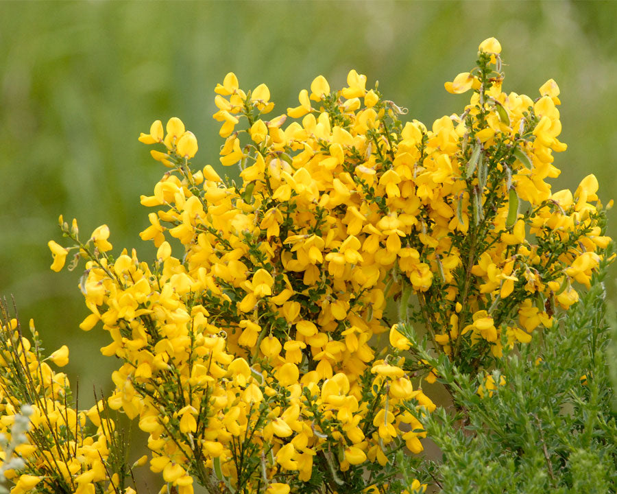 Cytisus 3L