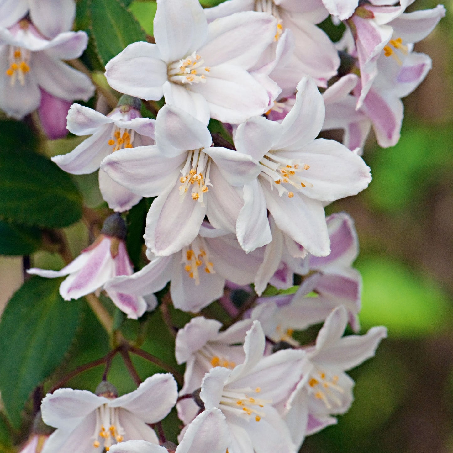 Deutzia 3L