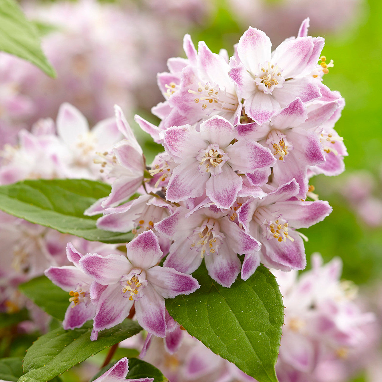 Deutzia 3L