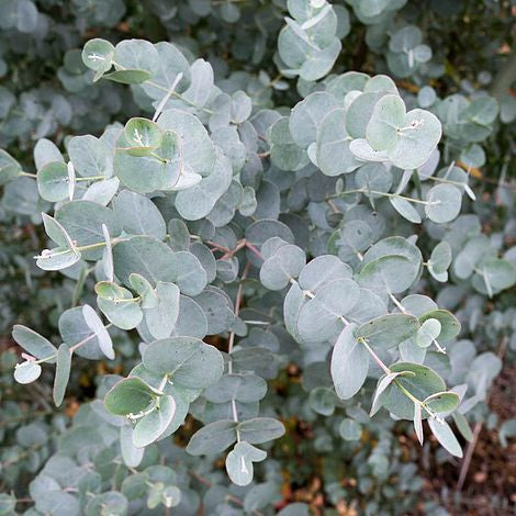 Eucalyptus Gunnii / Silver 3L