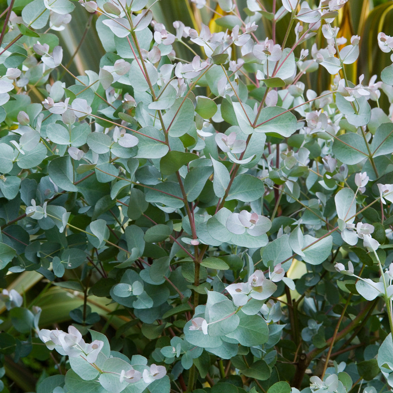 Eucalyptus Azura 3L