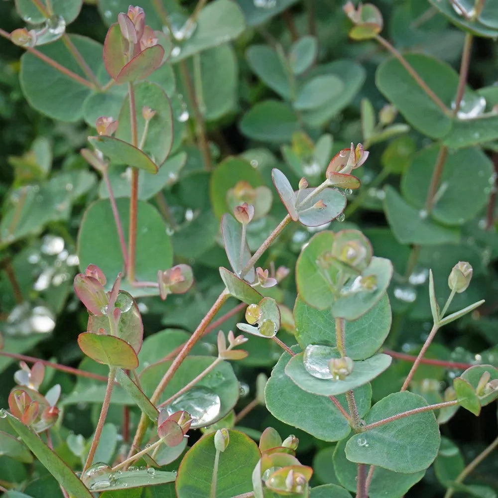 Eucalyptus Gunnii / Silver 3L