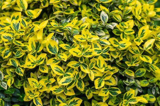 Euonymus 3L