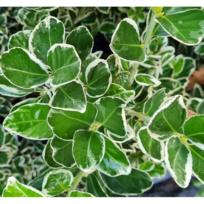 Euonymus 3L