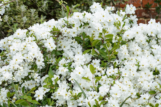 Exochorda 3L