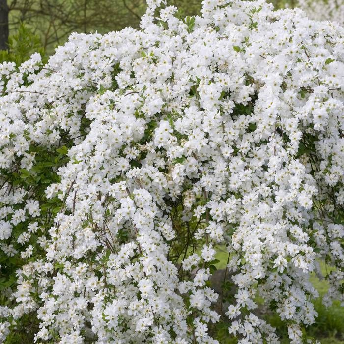 Exochorda 3L