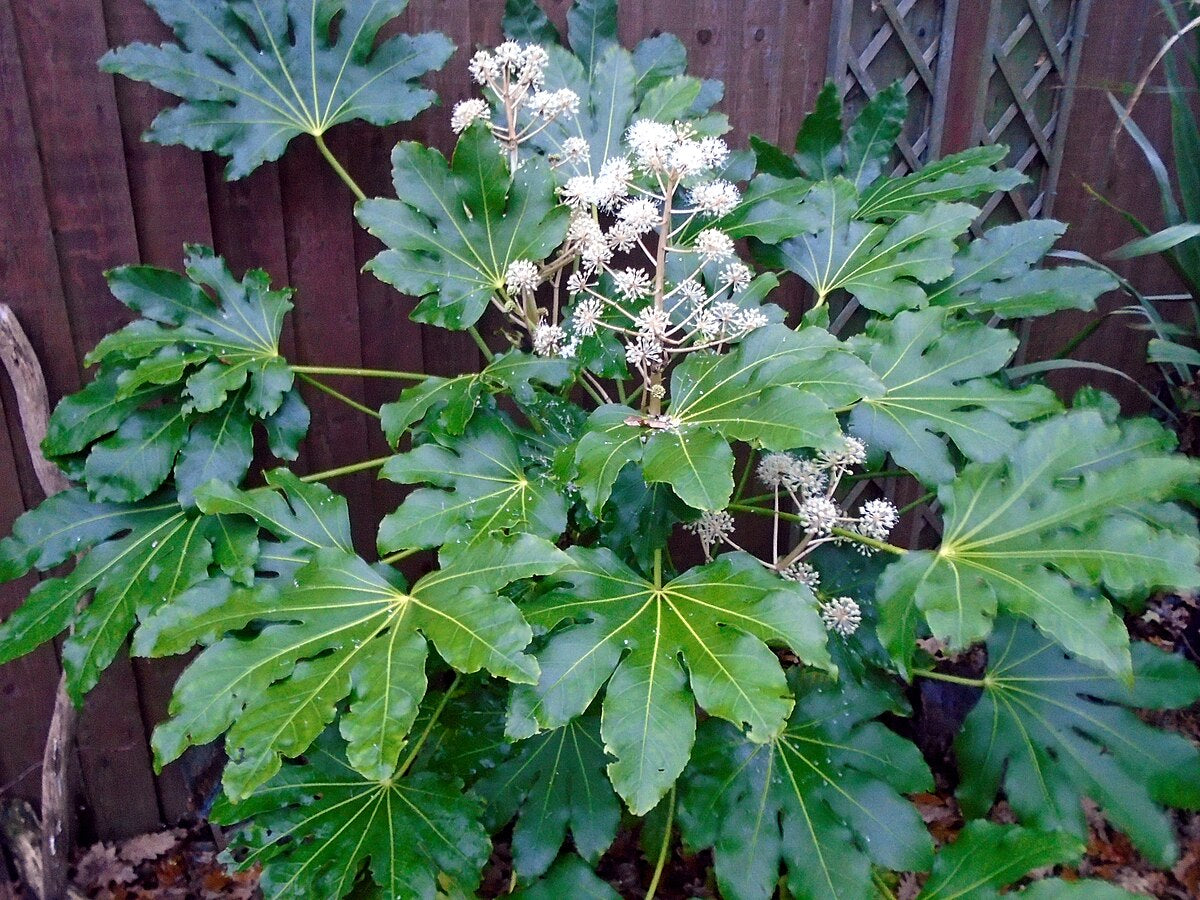 Fatsia 3L