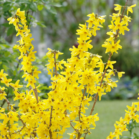 Forsythia 3L