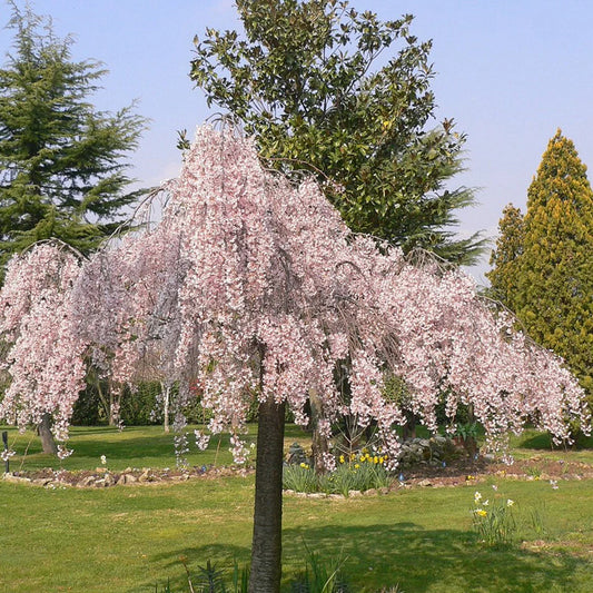 Prunus subhirtella Pendula Rubra 12L Tree