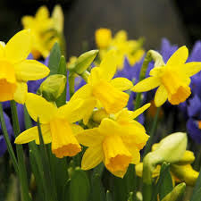 Daffodils - Narcissus Tete-a-tete 9cm