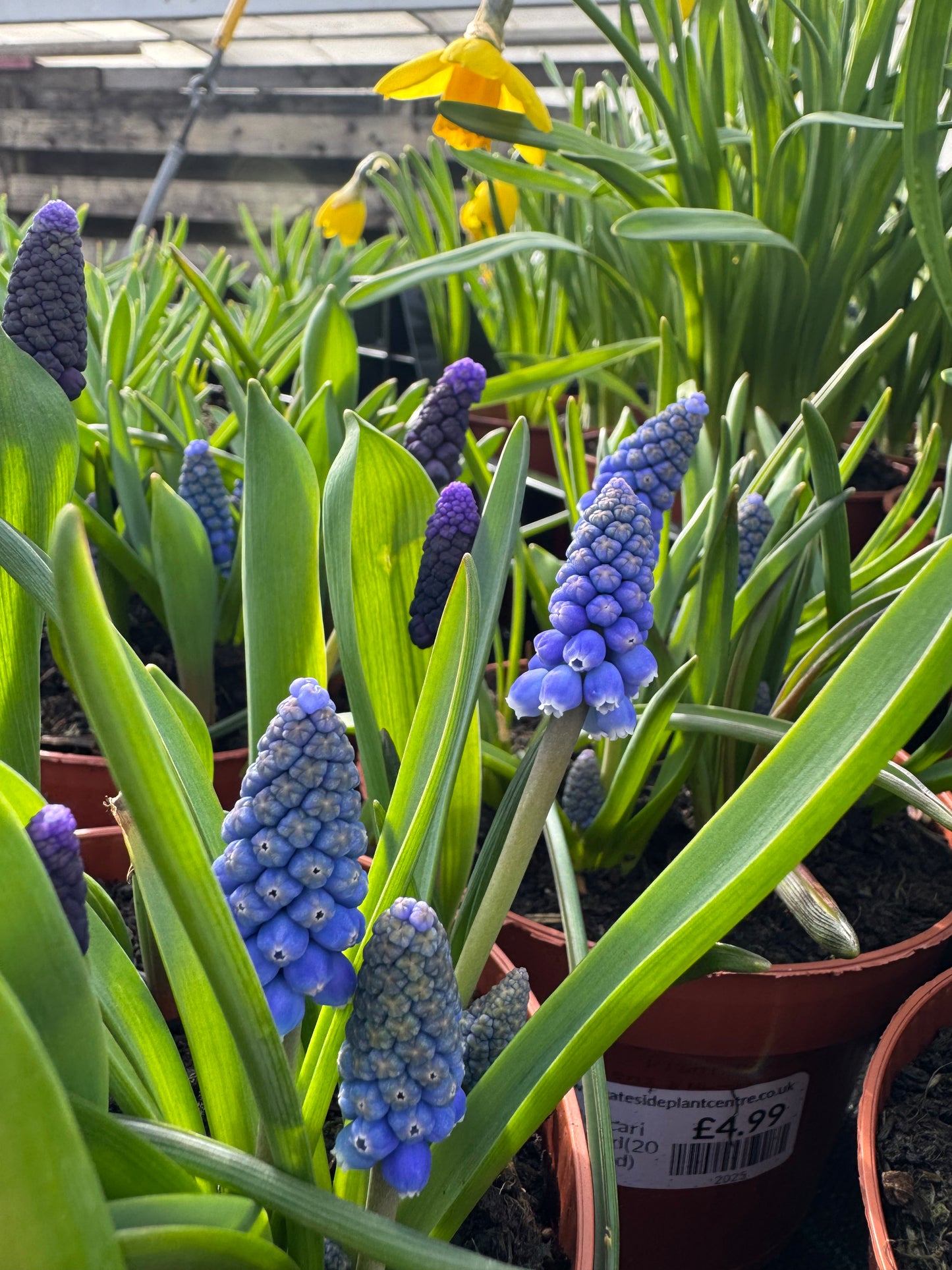 Muscari Armeniacum Blue (75 bulbs)