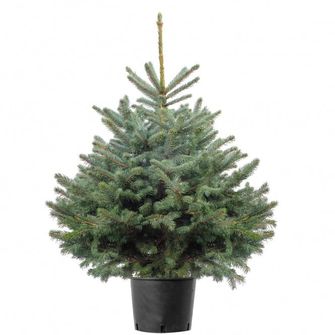 Pot Grown BLUE SPRUCE 3ft Premium Christmas Tree