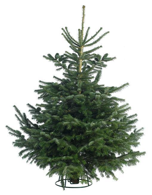 Cut NORDMANN FIR 7ft Premium Christmas Tree – Gateside Plant Centre