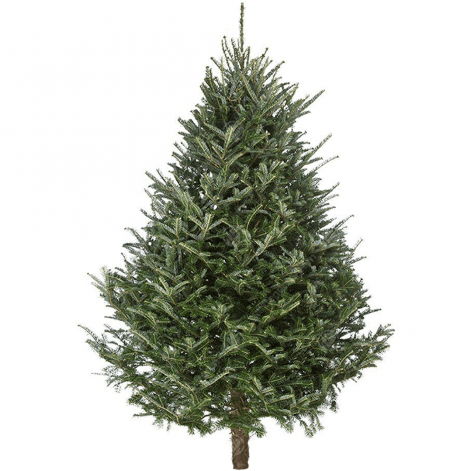 Cut FRASER FIR 6ft Premium Christmas Tree