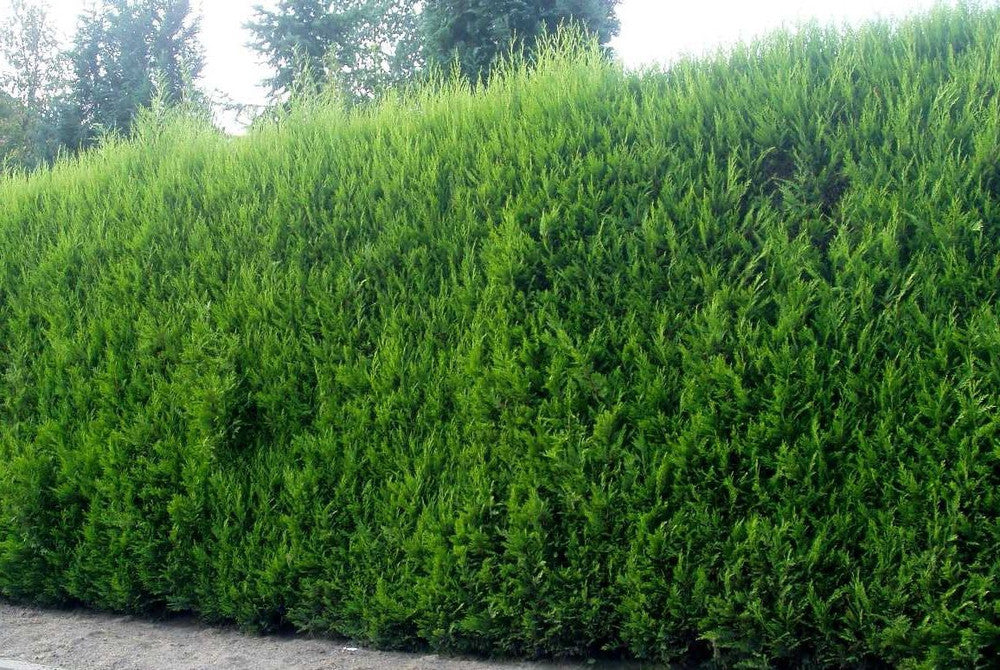 Leylandii Green 3L BULK DISCOUNT - 10 plants