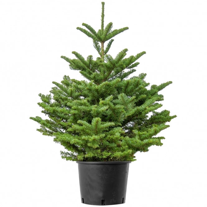 Pot Grown NOBLE FIR 3ft Premium Christmas Tree – Gateside Plant Centre