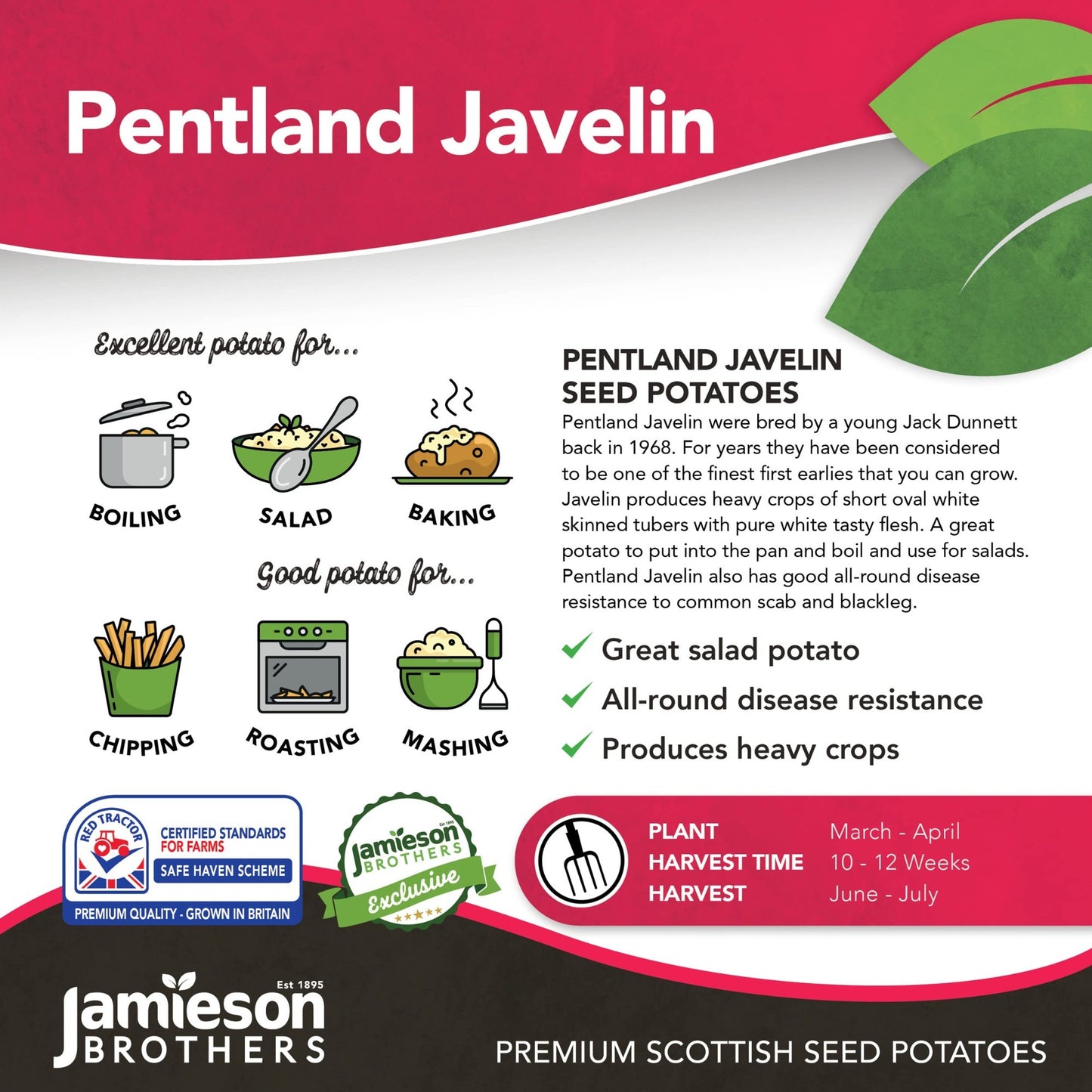 Pentland Javelin - Seed Potatoes - First Early - 2Kg