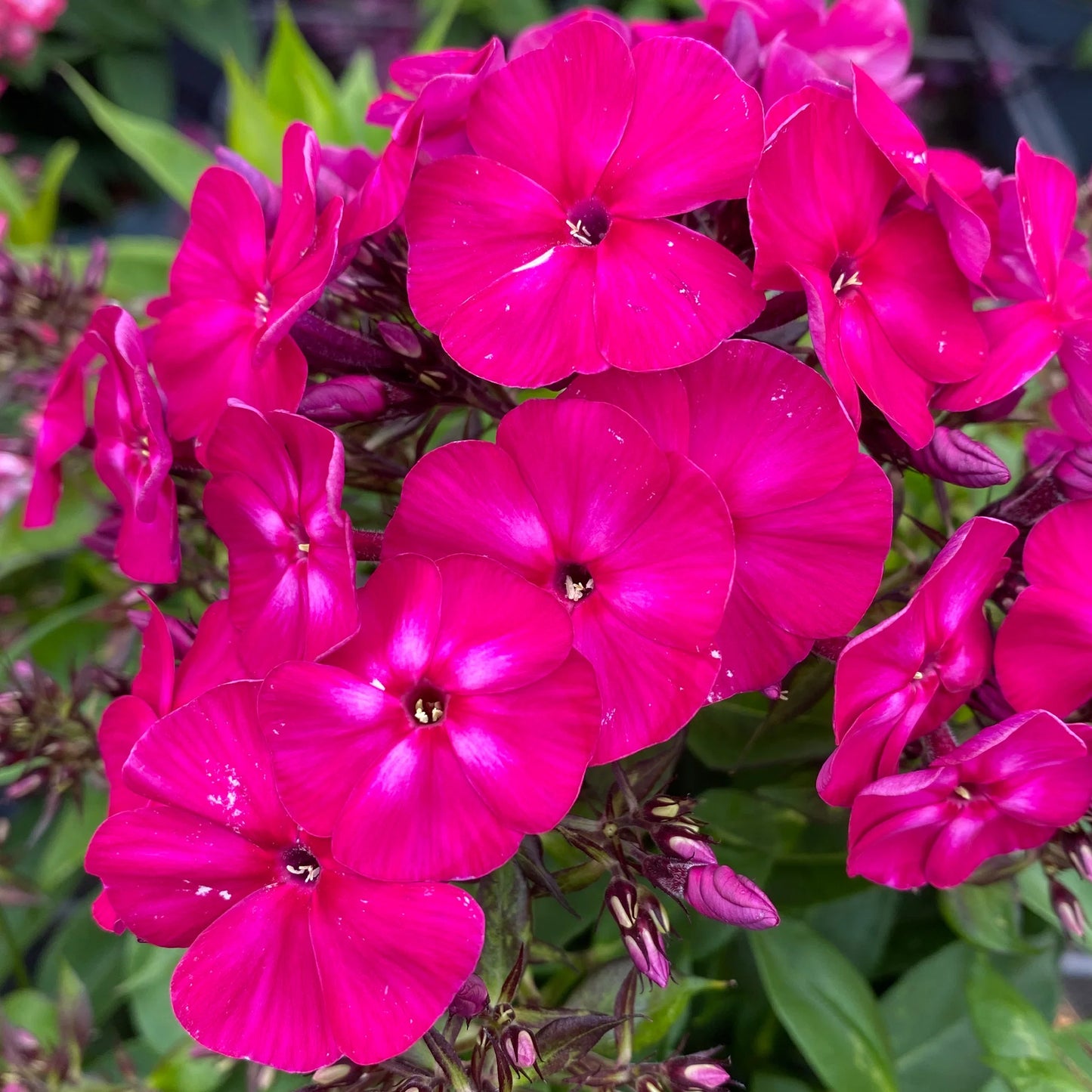 Phlox Famous Magenta 3L