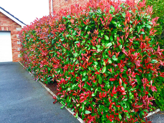 Photinia 3L - BULK DISCOUNT - 10 plants