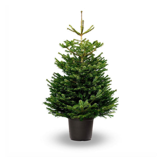 Pot Grown NORDMANN FIR 2ft Premium Christmas Tree