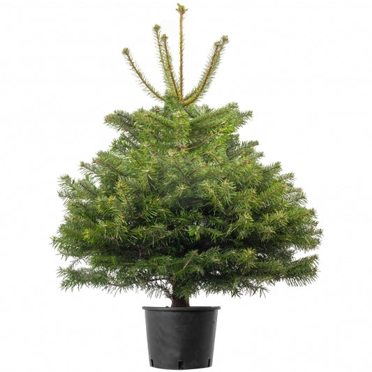 Pot Grown TURKISH FIR 2ft Premium Christmas Tree