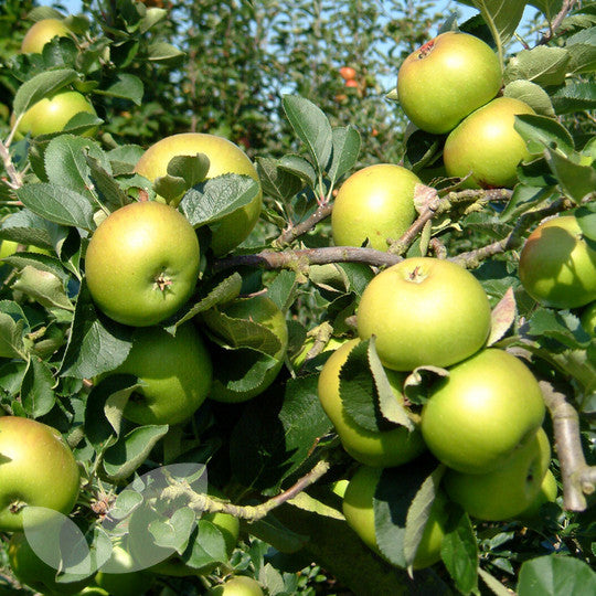 Apple Tree - Bramley Seedling on M26 - group 3