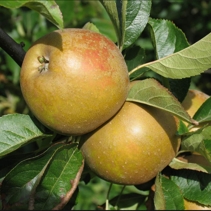 Apple Tree - Egremont Russet - group 2