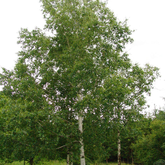 Betula Pendula - Tree