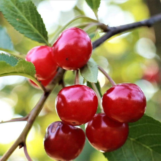 Cherry Tree - Summer Sun on Colt - 12ltr