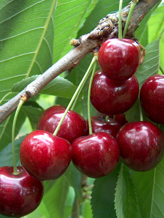 Cherry Tree - Sunburst 12L - group 4