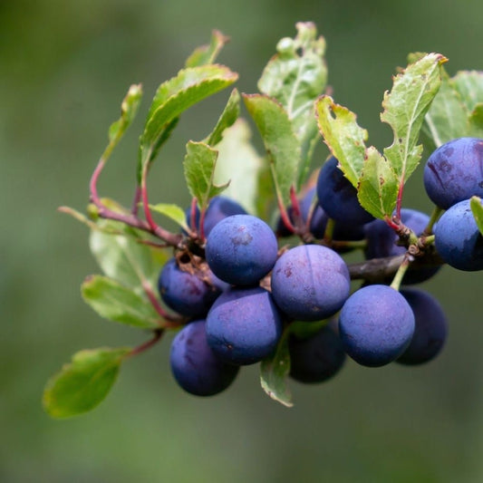 Damson Tree - Farleigh on St Julian - 12ltr