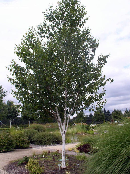 Betula utilis var. jacquemontii - Ornamental Tree - 12 Ltr