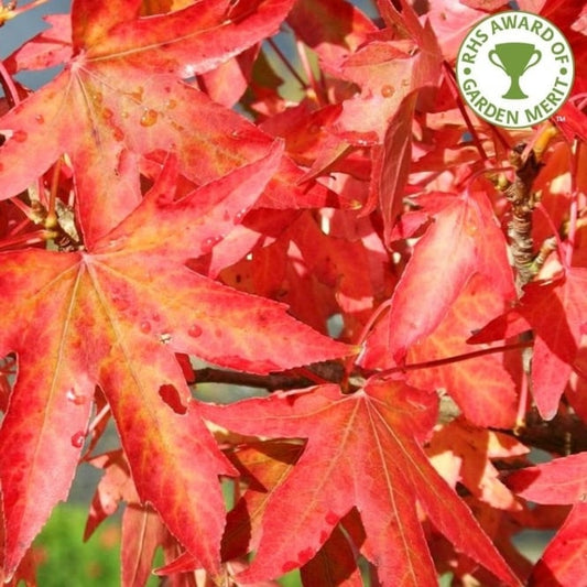 Liquidambar styraciflua Worplesdon - Tree