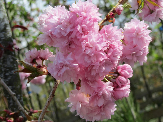 Prunus Shidare Zakura 10L