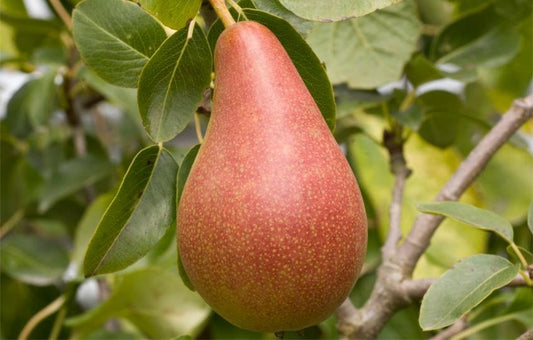 Pear Tree - Concorde