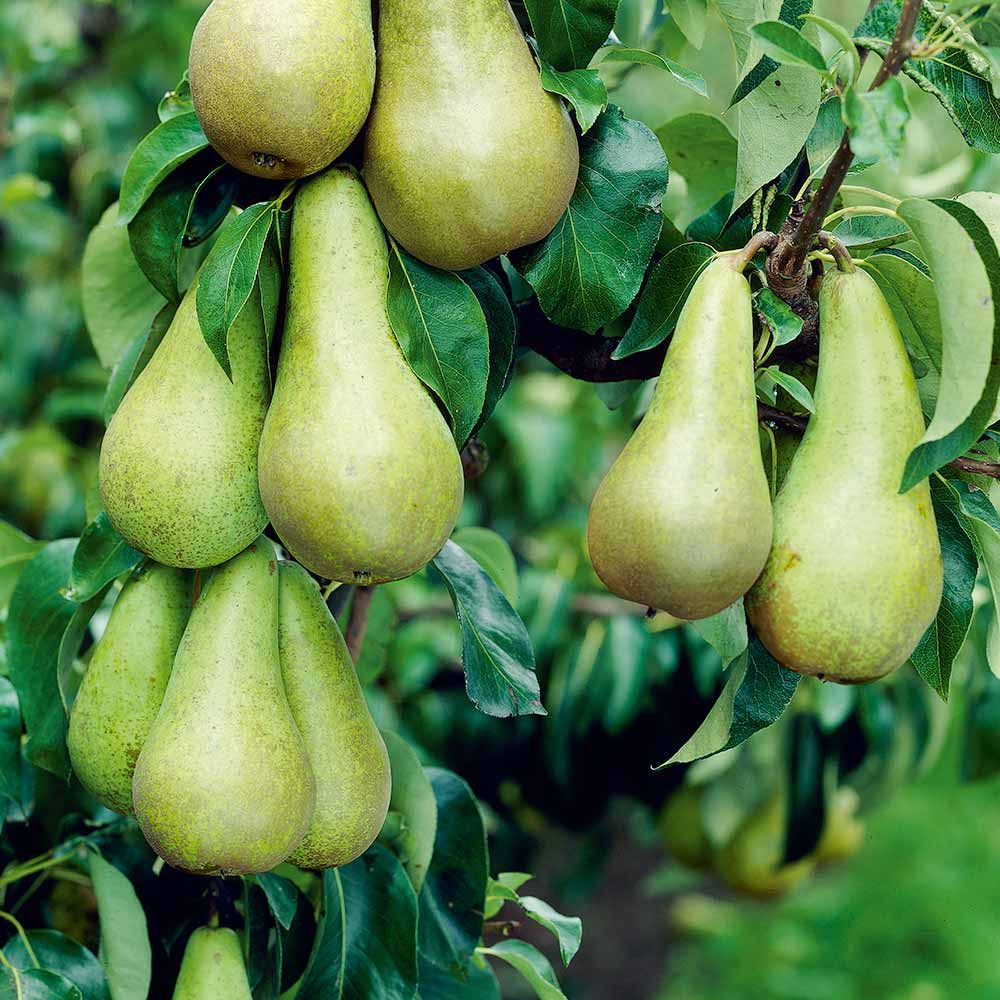 Pear Tree - Conference
