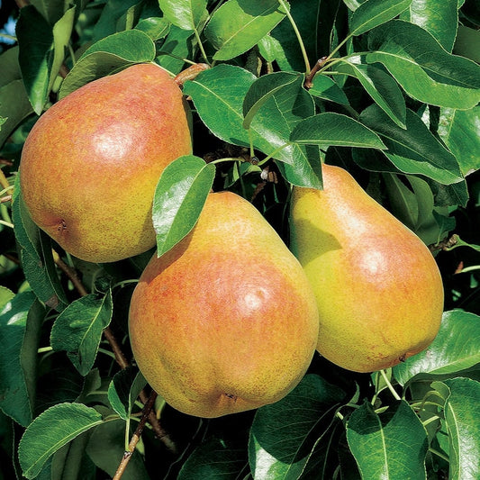 Pear Tree - Doyenne du Comice