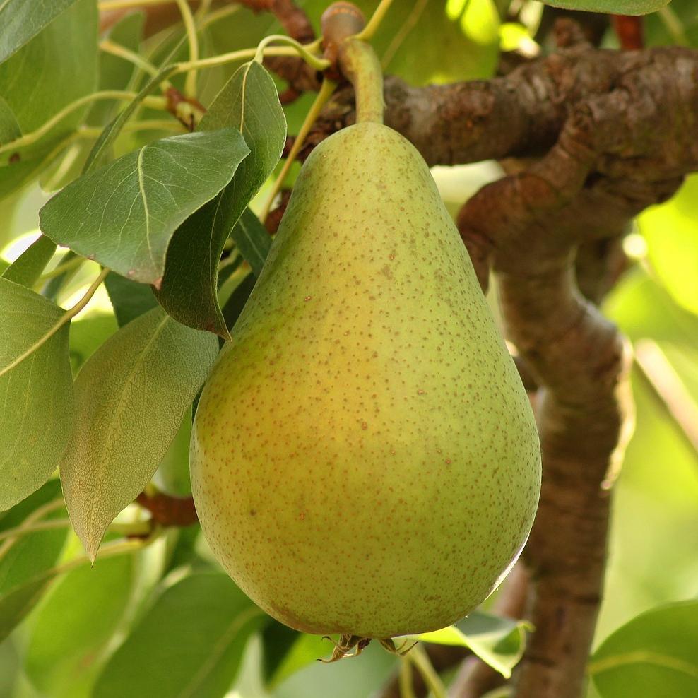 Pear Tree - Williams Bon Chretein