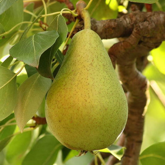 Pear Tree - Williams Bon Chretein