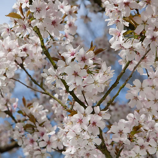 Prunus Pandora - Ornamental Tree - 12 Ltr