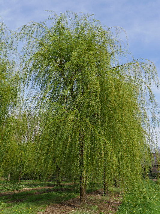 Salix sepulcralis Chrysocoma Willow