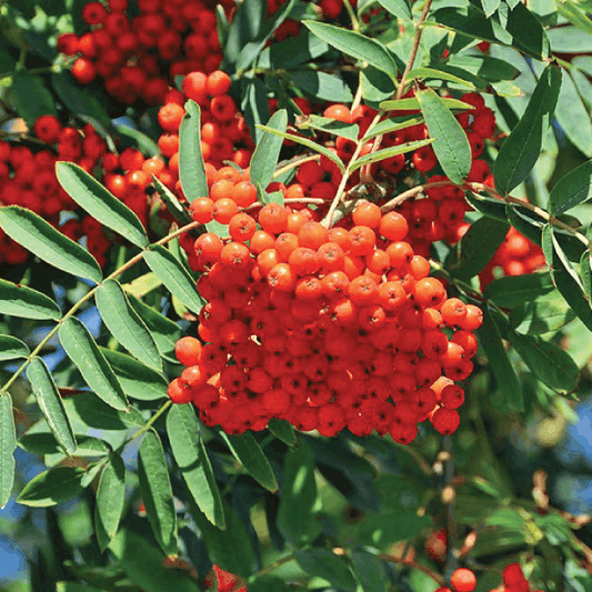 Sorbus aucuparia (Rowan)- Ornamental Tree - 12 Ltr