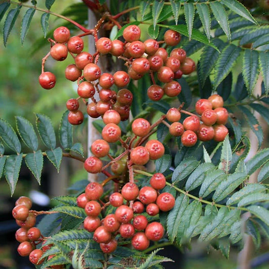 Sorbus (Rowan)aucuparia Cardinal Royal - (rowanTree )- 12 Ltr