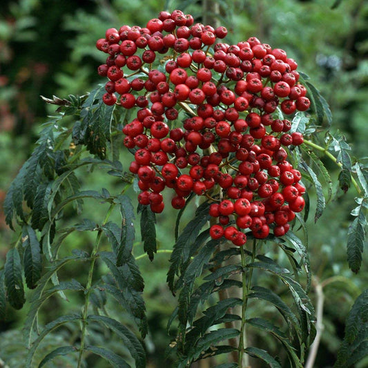 Sorbus aucuparia Chinese Lace - (rowanTree )- 12 Ltr