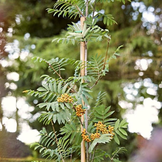 Sorbus Joseph Rock - (rowanTree )- 12 Ltr